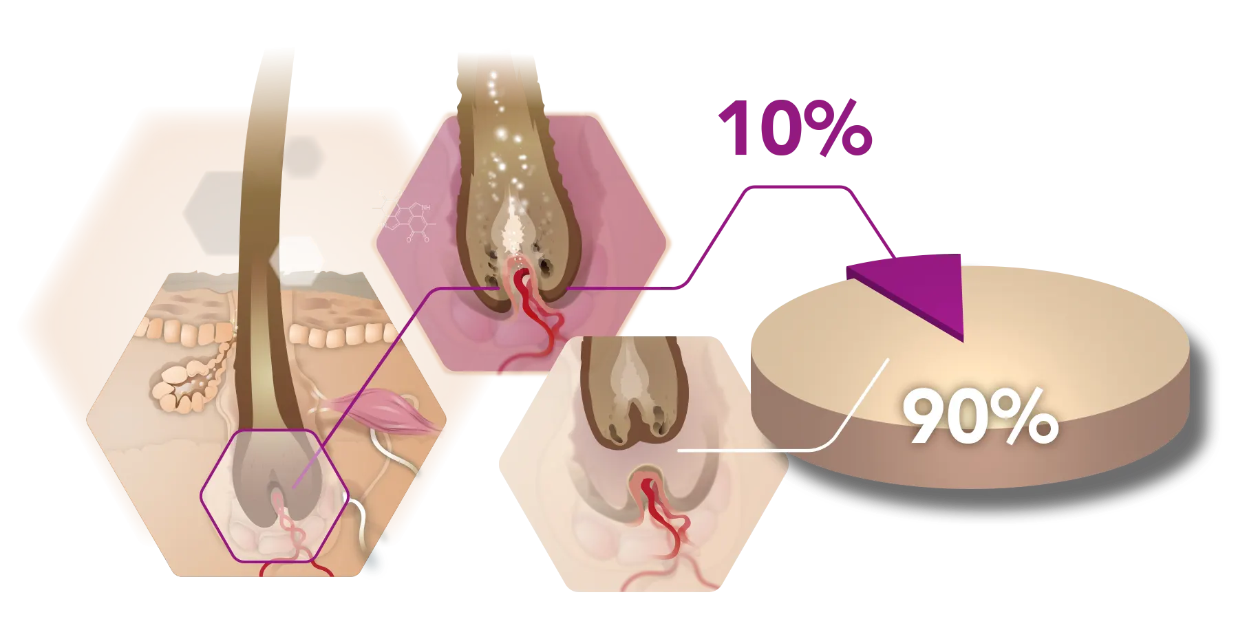 Infographic hair growth pases and percentages