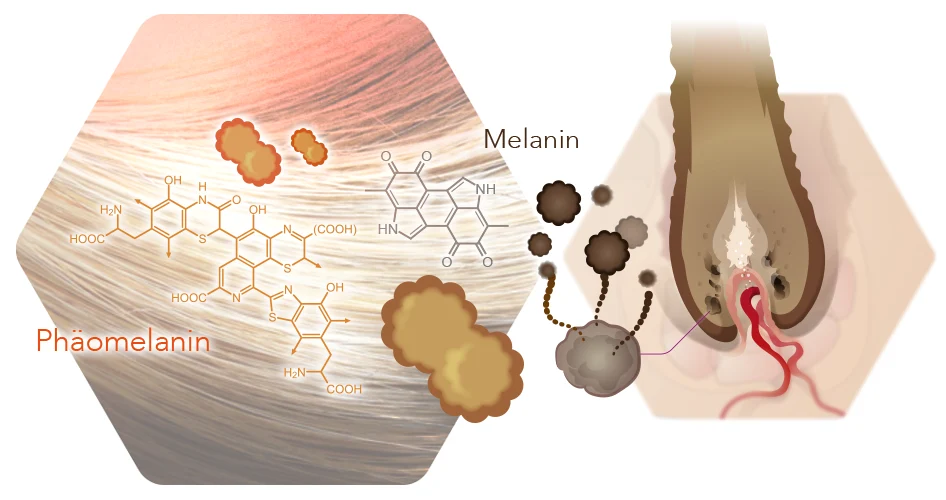 Infografik Melanin und Phäomelanin